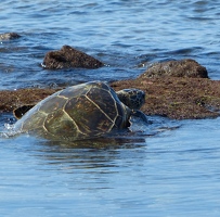 Sea turtle